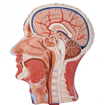 Az ember felső légutai